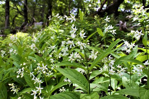 世界にひとつだけの花 スタッフブログ 高知の工務店 新築住宅 注文住宅 自然素材の家 リフォーム 大崎建築 おうちシュシュ おみせシュシュ